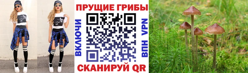 сайты даркнета Telegram  Шадринск  Псилоцибиновые грибы ЛСД 